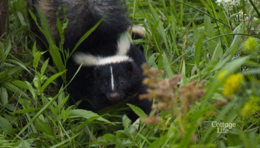baby skunk in Cottage Life's Hope For Wildlife
