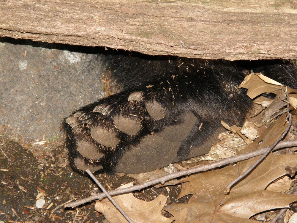 A bear paw sticks out of a den