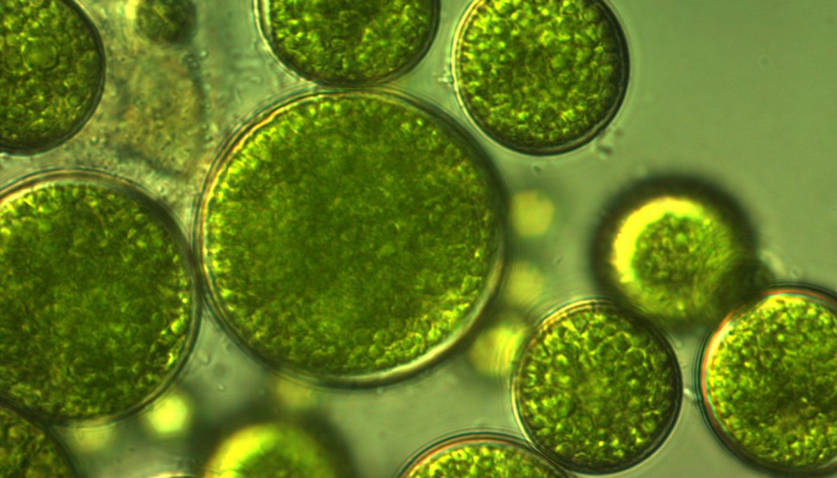 green-algae-with-large-cells