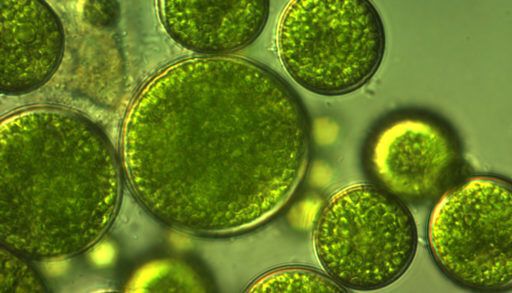 green-algae-with-large-cells