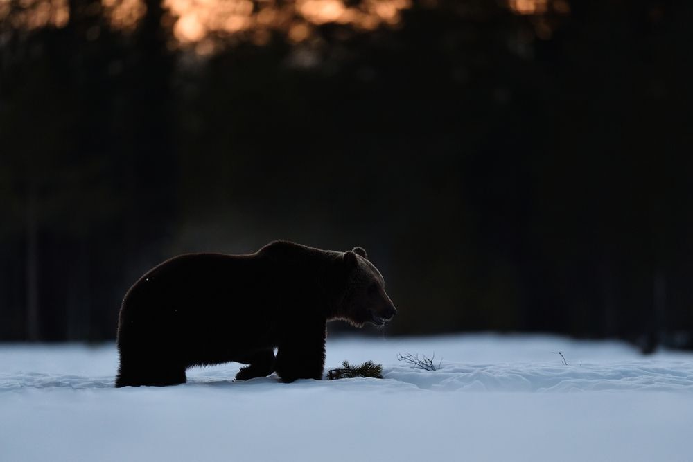 A silhouette of a brown bear against sunset
