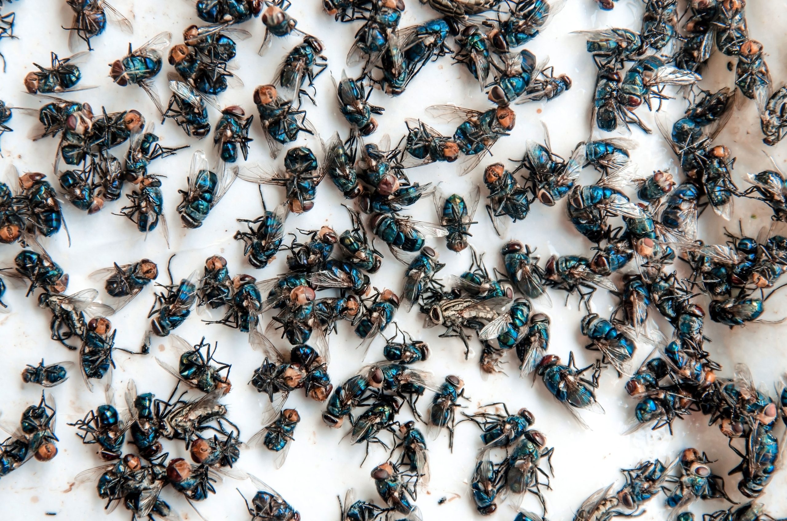 a-cluster-of-flies-on-a-white-wall