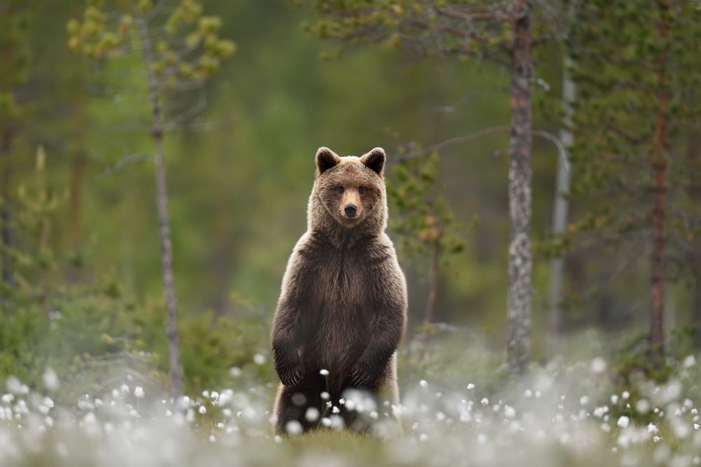 A brown bear is standing in a misty field