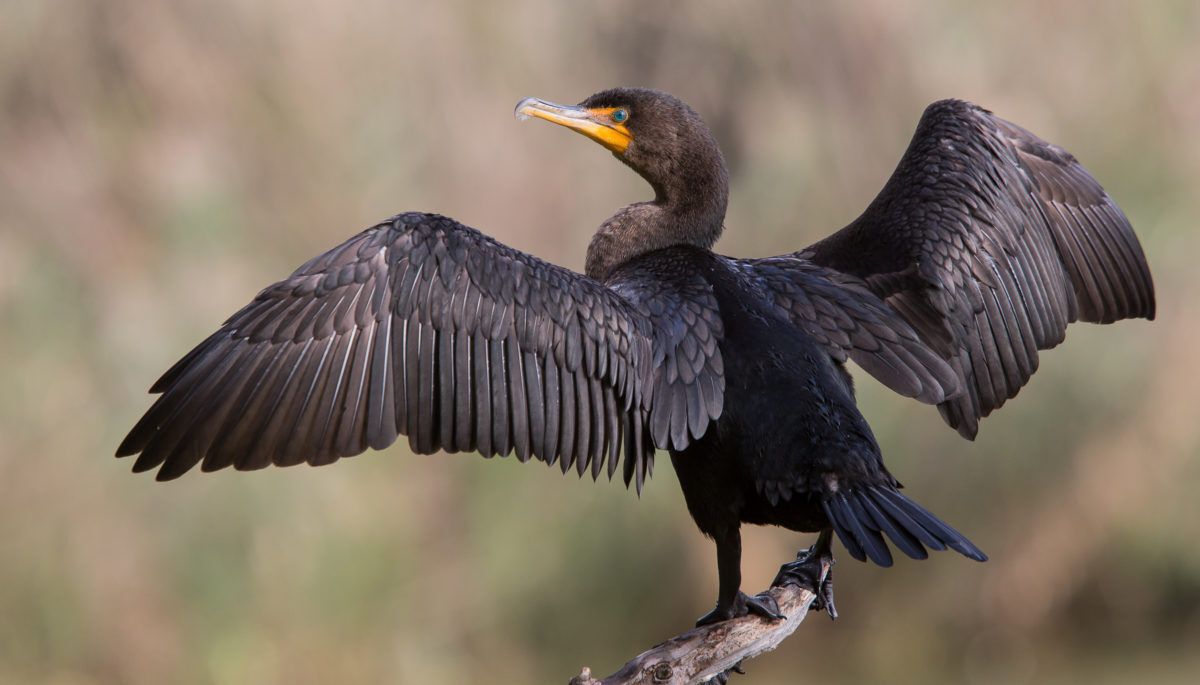 A double-crested cormorant drying its wings