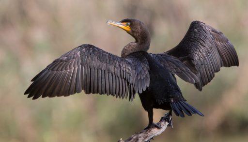 A double-crested cormorant drying its wings