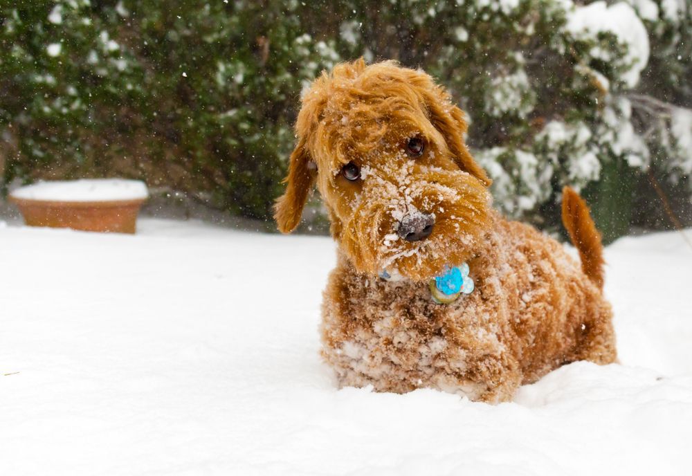 Golden doodle with snow on his snout