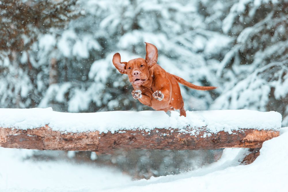 Red short-haired dog leaps over a log with his ears flying