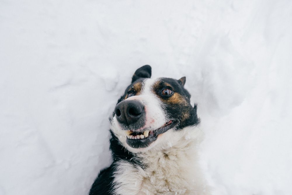 A dog lies on his back in the snow