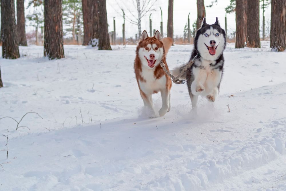 Two huskies run through the snow