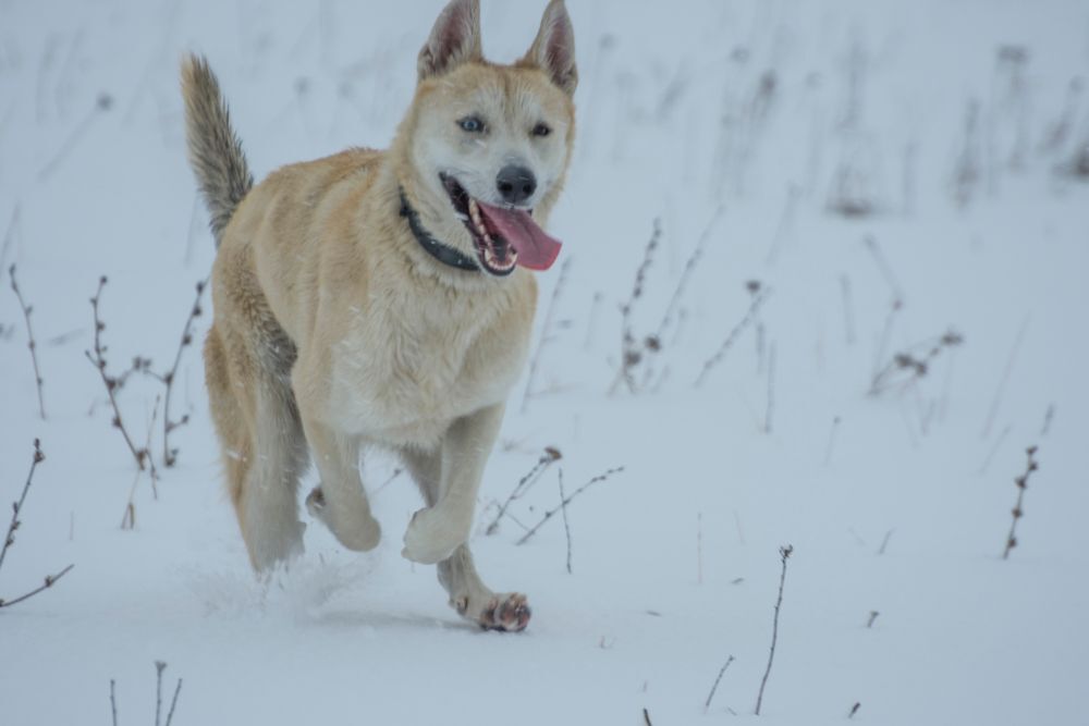 A husky runs with his tongue hanging out