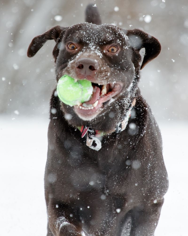 A chocolate lab runs with a tennis ball in the falling snow