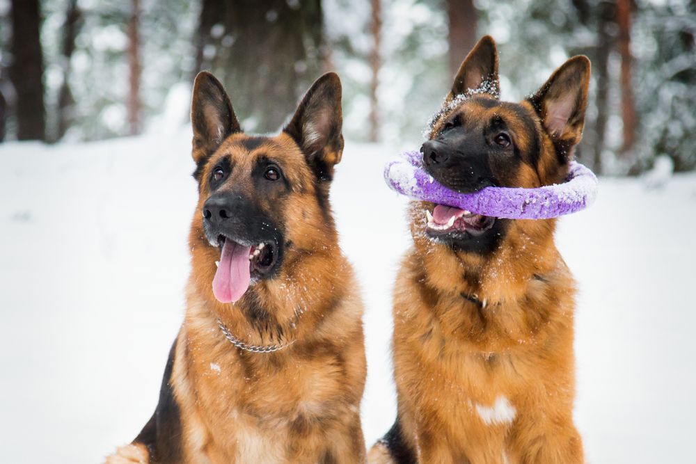 Two German shepherds in the snow, one with a purple foam ring
