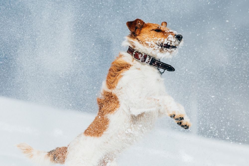 Fox terrier leaping in the snow