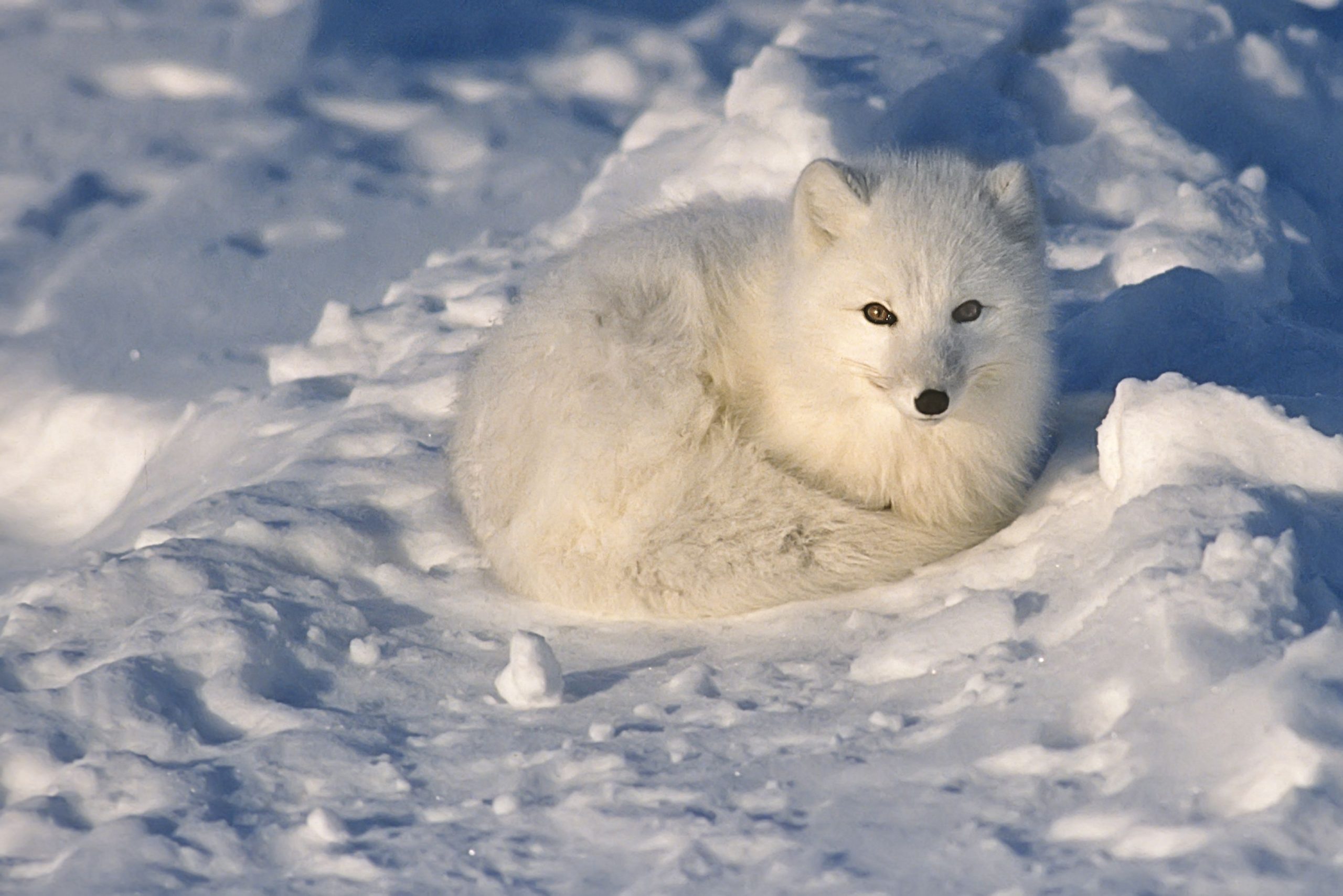 arctic-fox-lying-on-the-tundra