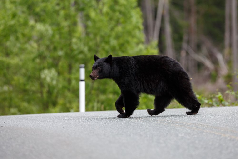 A black bear crosses the road