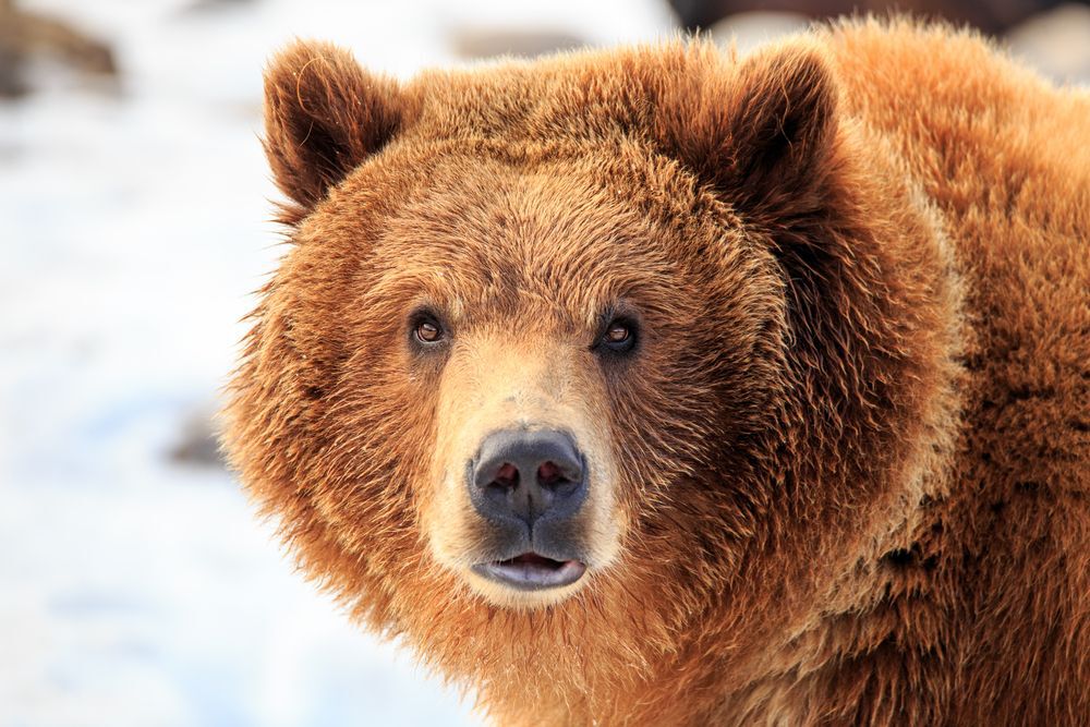 A grizzly bear looks at the camera