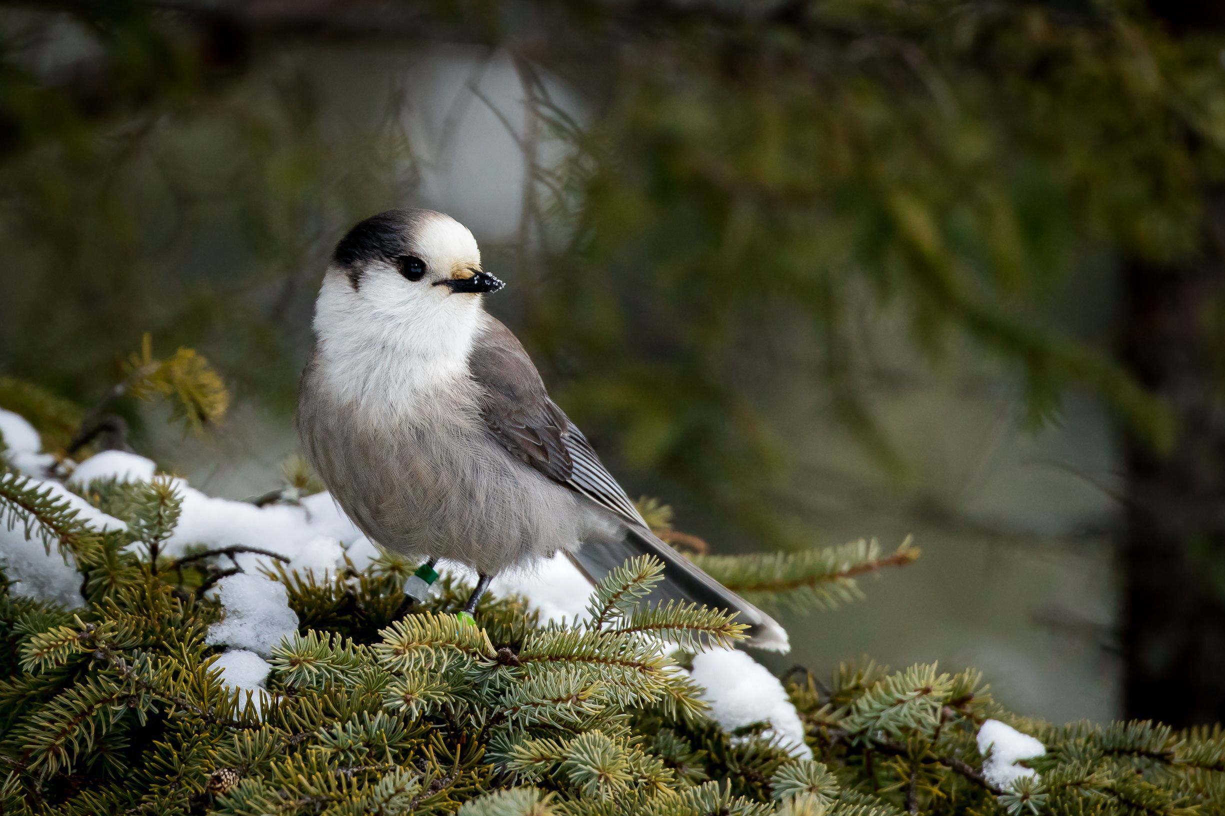 A-grey-jay-in-winter-on-a-tree-branch
