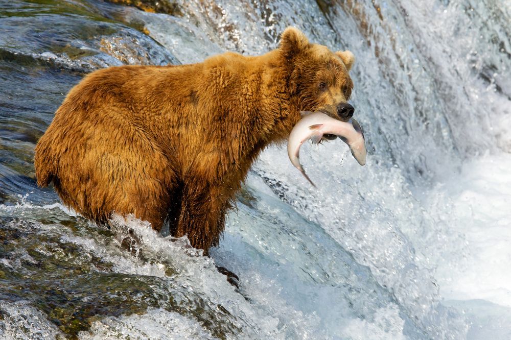 A grizzly bear catches a salmon in a river