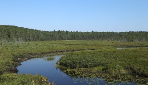 Spruce Bog, Algonquin Provincial Park, Ontario