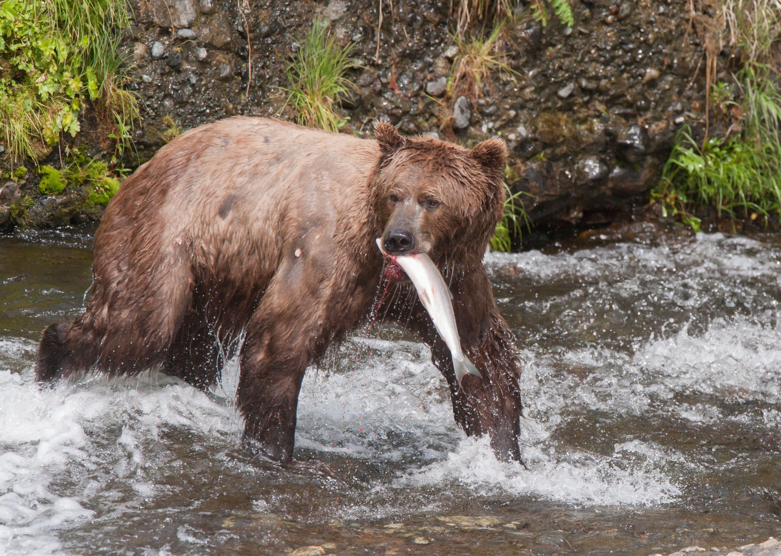grizzly-bear-with-fish-in-its-mouth