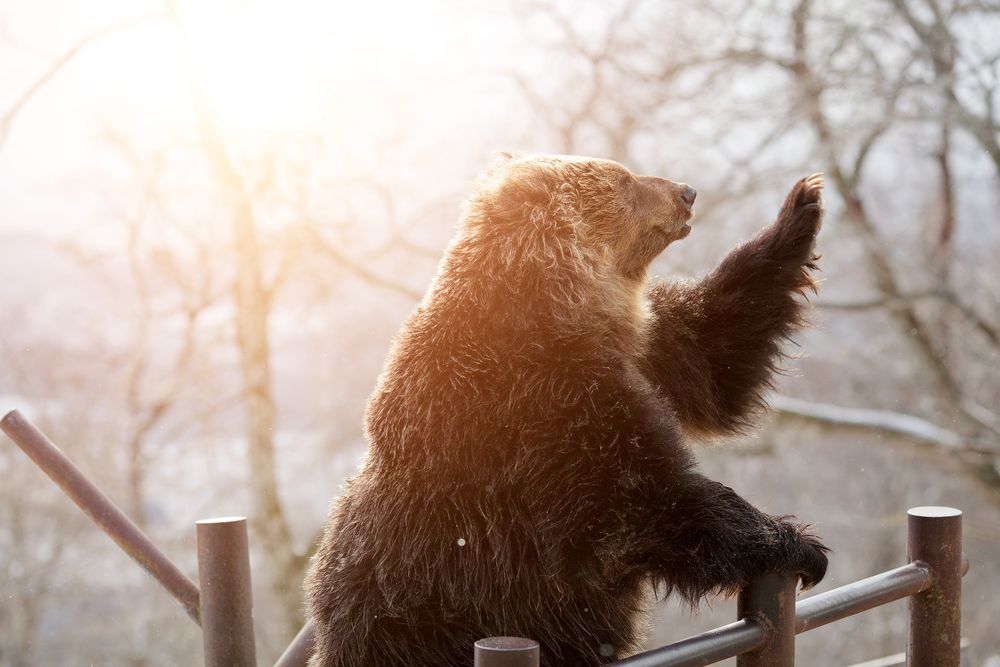 A bear raises its paw in the sunlight