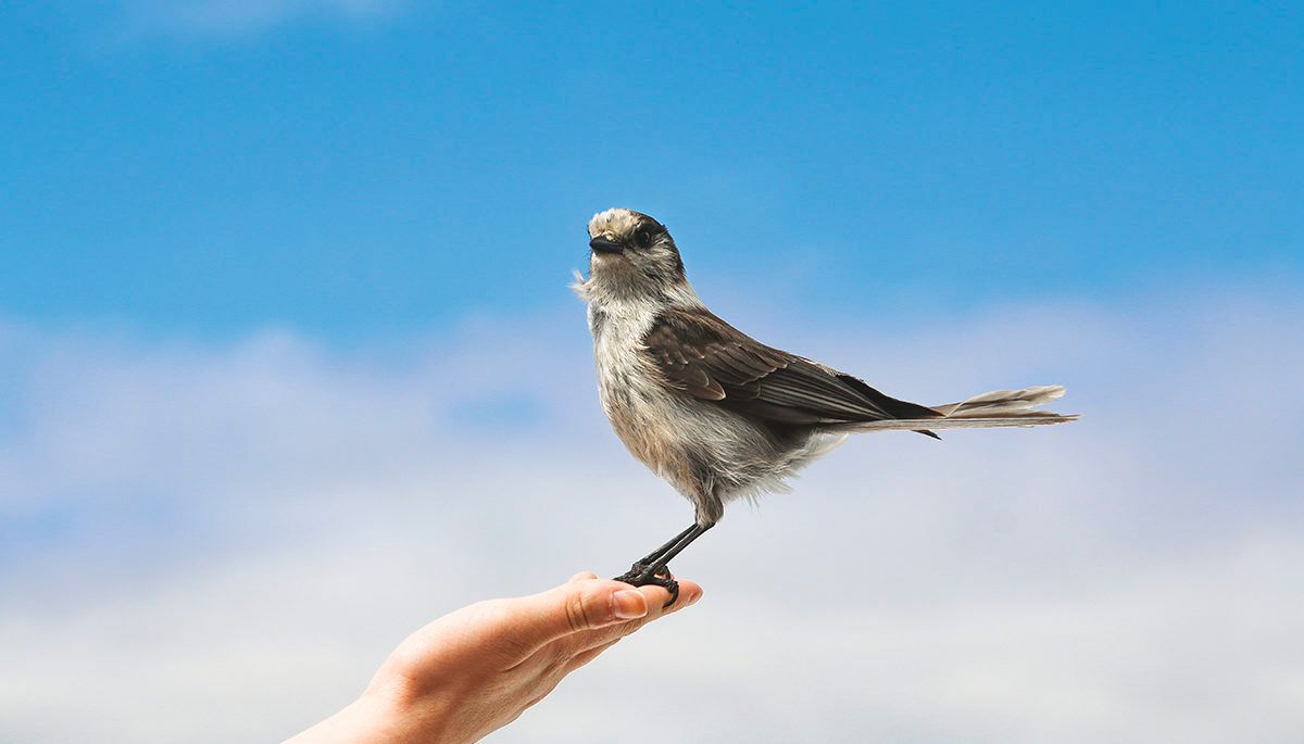 A bird perched on a hand