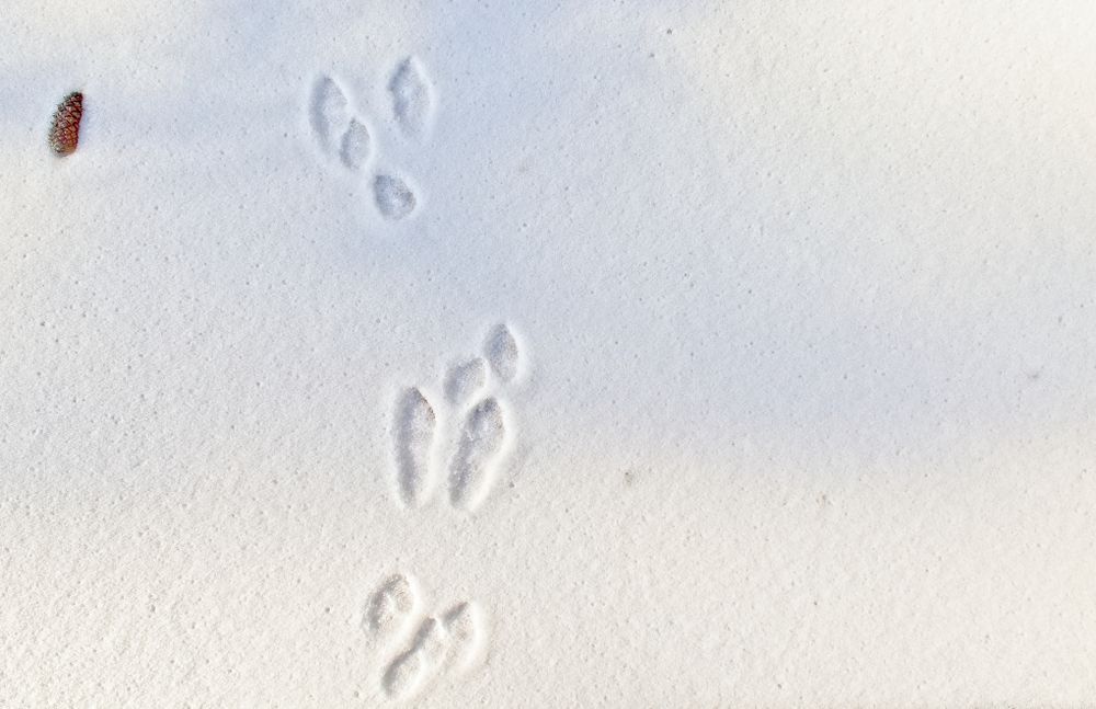 Rabbit tracks in the snow