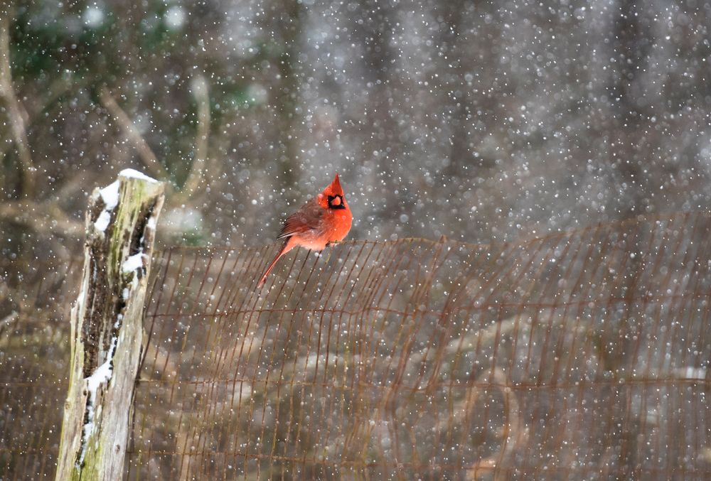A cardinal on a fence in the snow