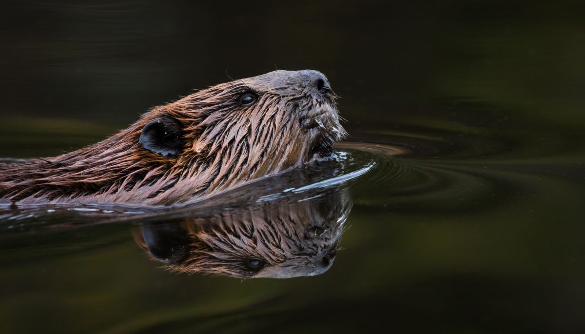 Beaver swimming in lake