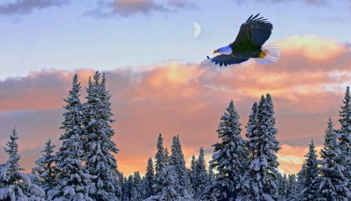 bald-eagle-flying-at-sunset-over-winter-forest