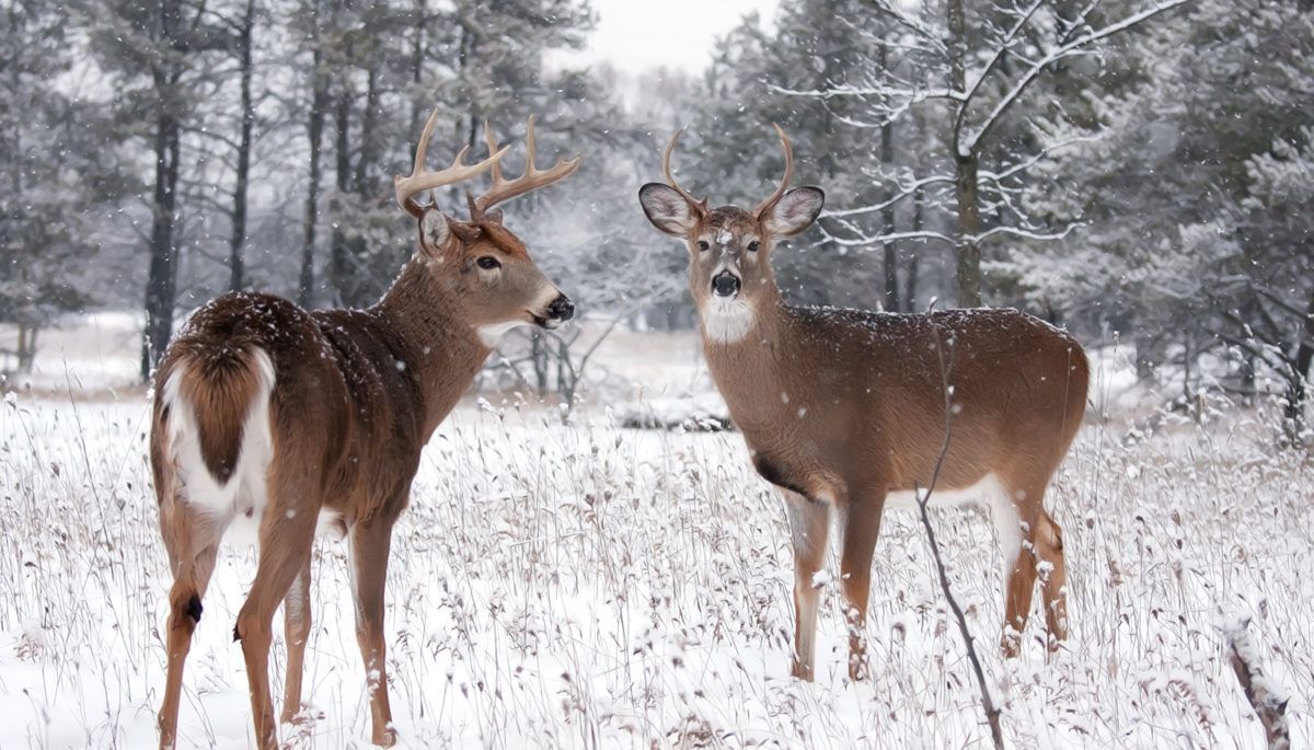 two-deer-in-winter
