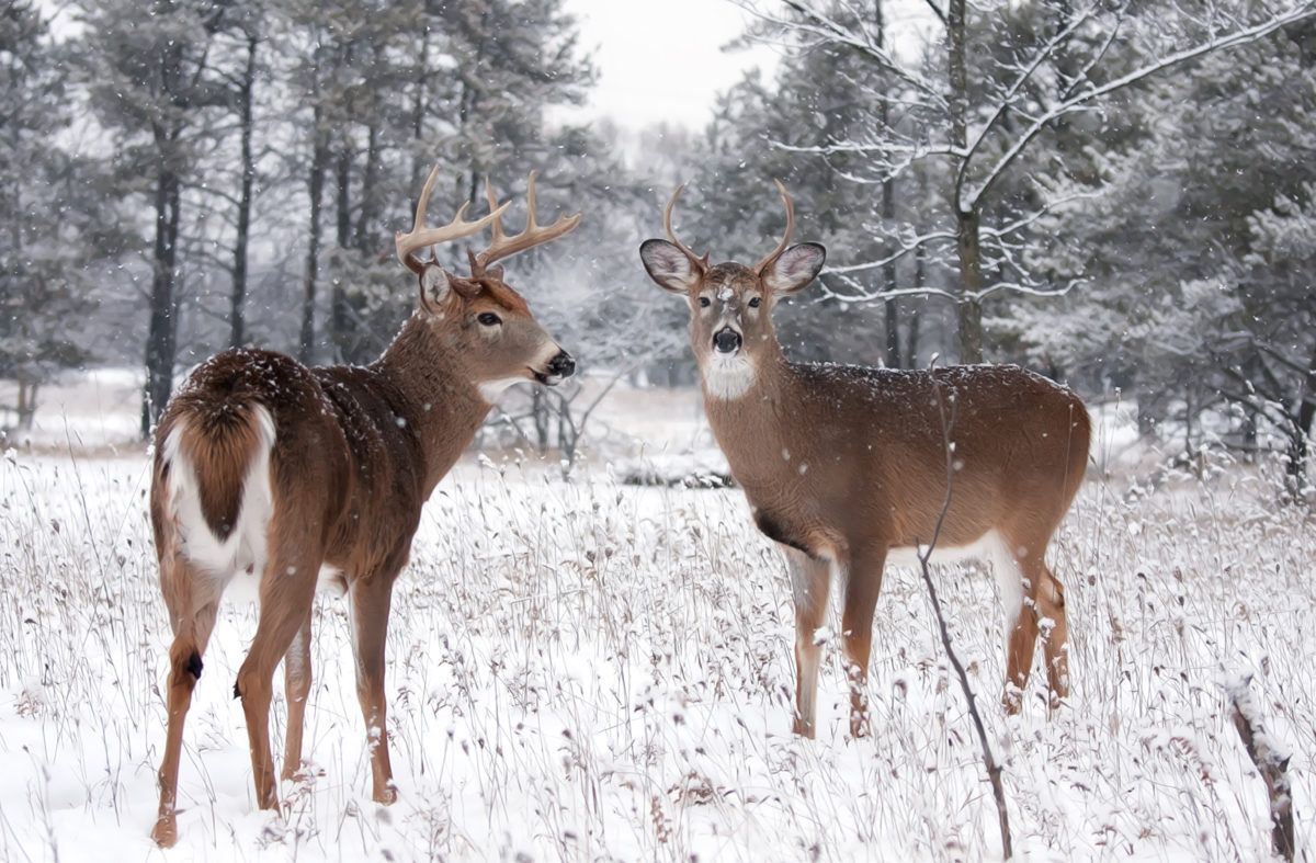 two-deer-in-winter