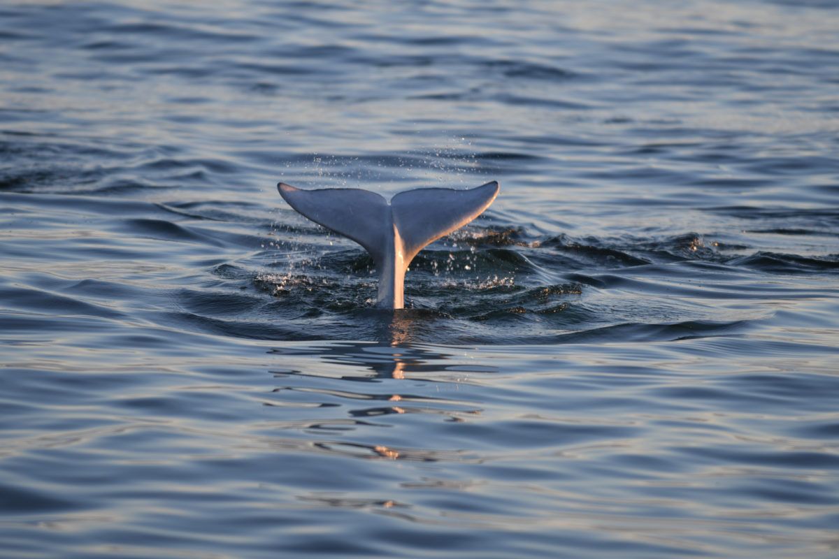 Tail of a beluga whale poking out of the water.