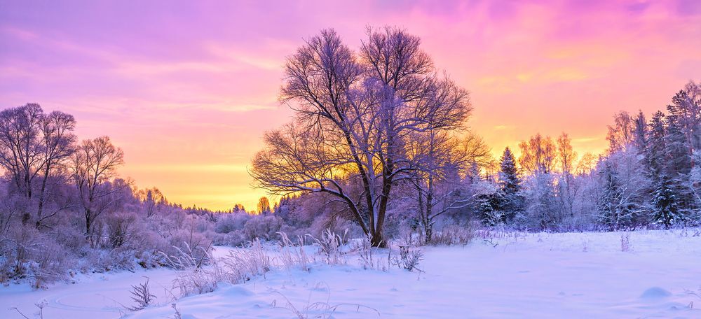 Photo of winter trees at sunset