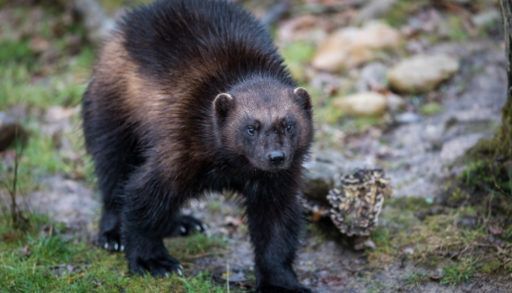a-wolverine-forest-animal