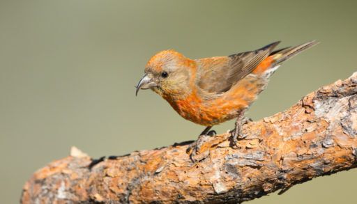 a-red-crossbill-bird-on-a-tree-branch