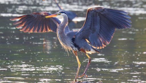 a-great-blue-heron-spreading-its-wings
