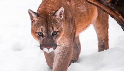 cougar-in-the-snow-portrait