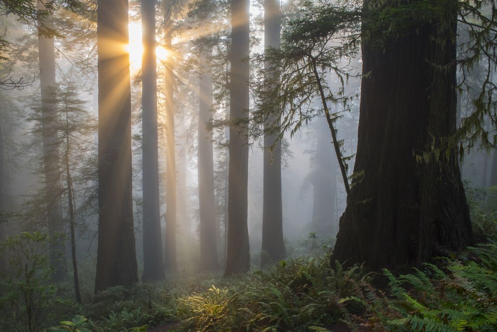 Angel-like sunbeams shine upon ancient redwood tree forest of Northern California