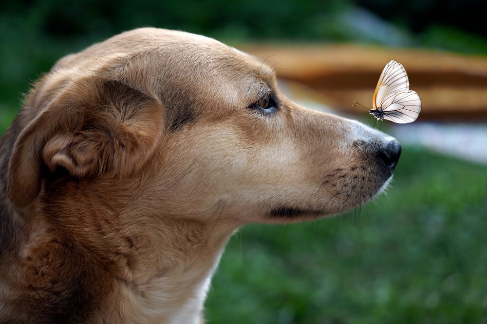 dog-in-nature-with-butterfly-on-nose
