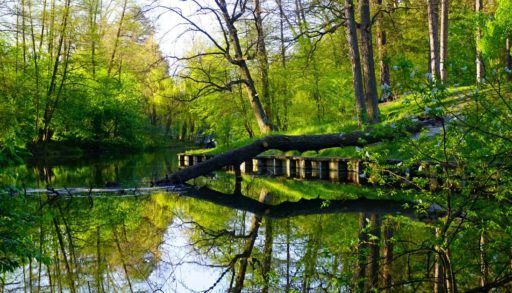 A tree fallen into a lake in a forest.