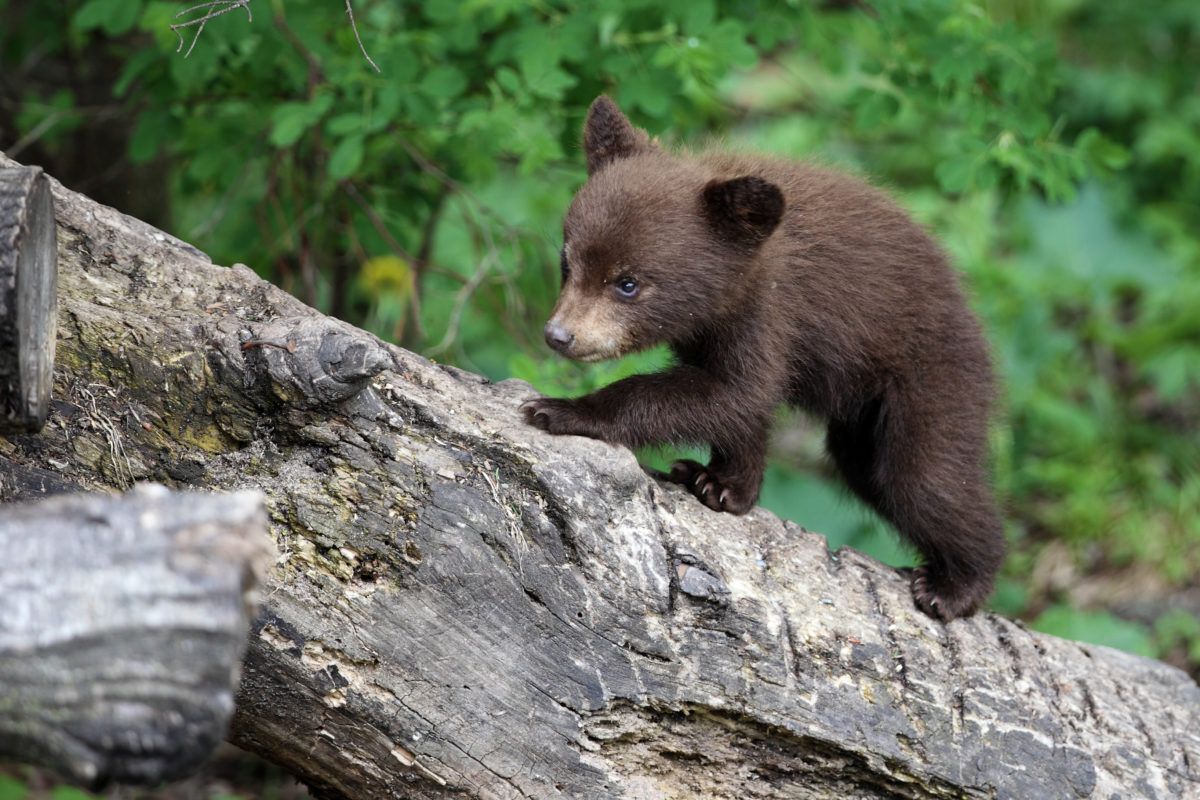 Black bear cub