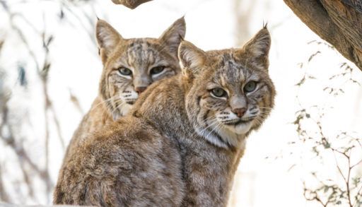 two-lynx-in-the-winter-snow-background