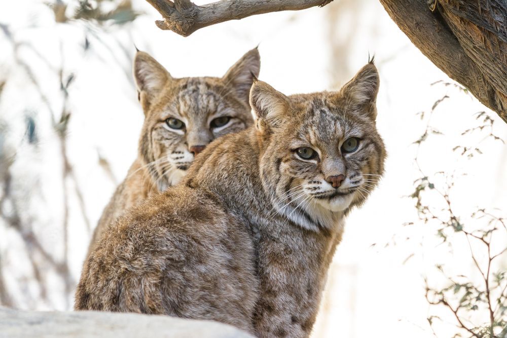two-lynx-in-the-winter-snow-background