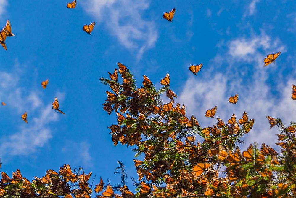 Monarch Butterflies on tree branch in blue sky background, Michoacan, Mexico