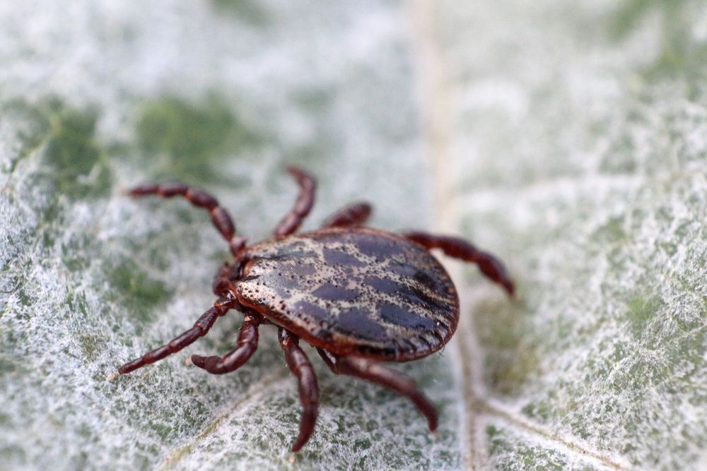 Ixodid tick (Dermacentor sp.) (male)