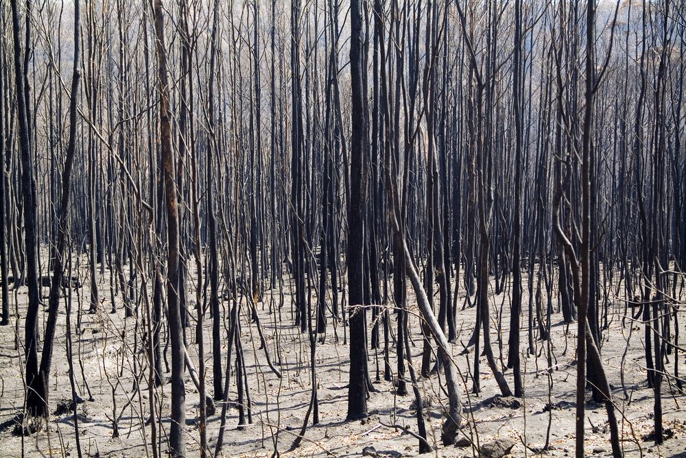 Aftermath of a fire, dead and blackened trees.