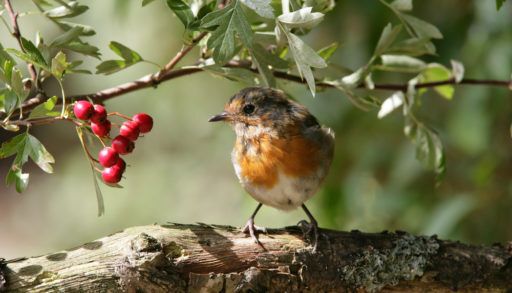 a-robin-on-a-branch-in-the-garden
