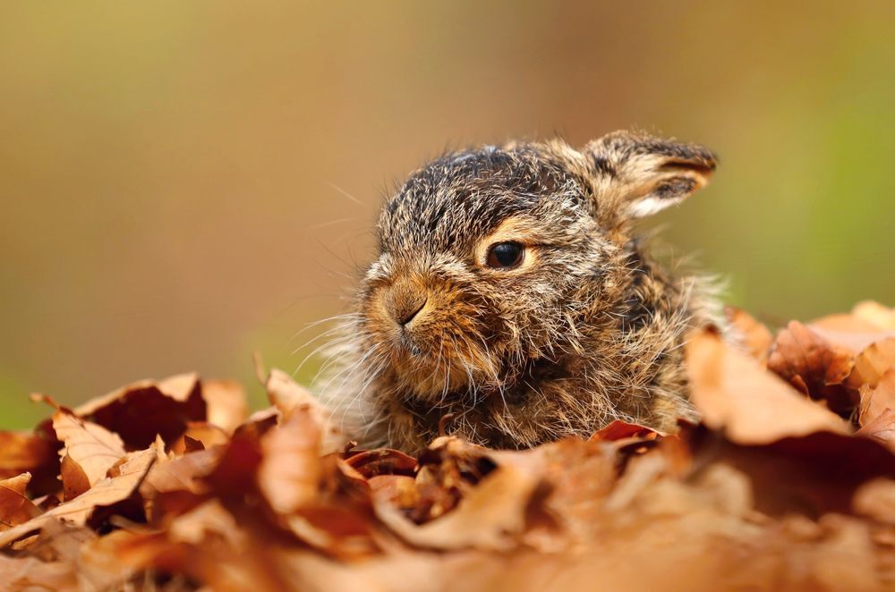 a-baby-hare-amongst-leaves