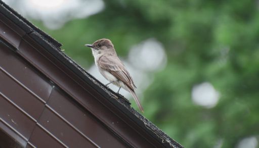 a-bird-on-an-eavestrough